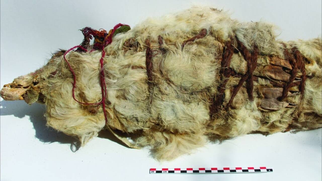 Ces lamas momifiés auraient servi de sacrifices aux dieux incas il y a 500 ans