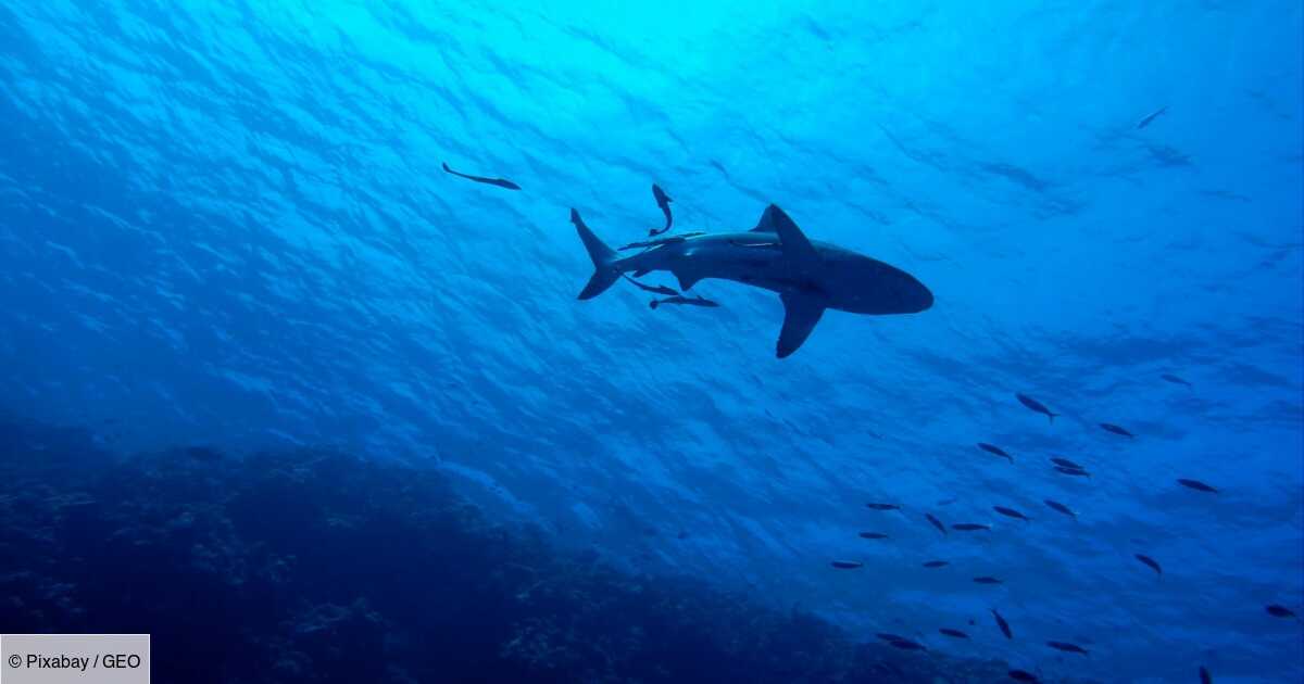 Un Rarissime Bebe Requin Albinos A Un Oeil Decouvert Par Des Pecheurs En Indonesie Geo Fr