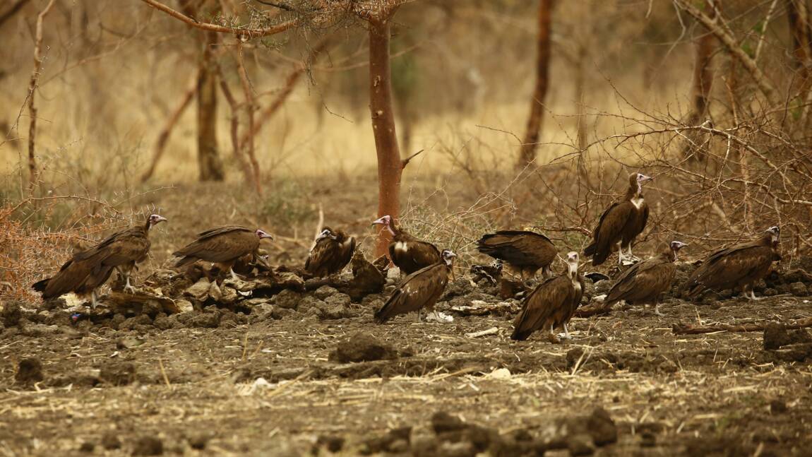 Botswana: des dizaines de vautours, une espèce menacée, retrouvés morts