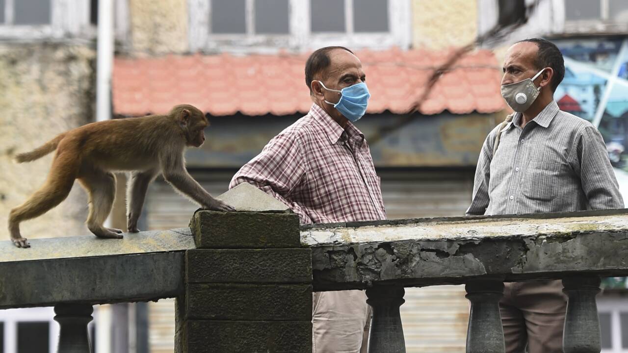 Des milliers de singes affamés et agressifs terrorisent une ville indienne