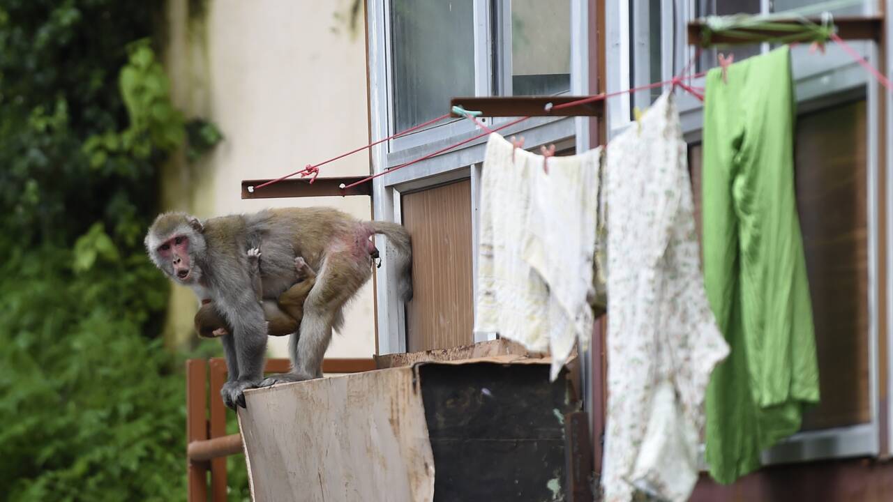Des milliers de singes affamés et agressifs terrorisent une ville indienne