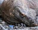 En Indonésie, un projet de "Jurassic Park" pour le dragon de Komodo fait polémique 