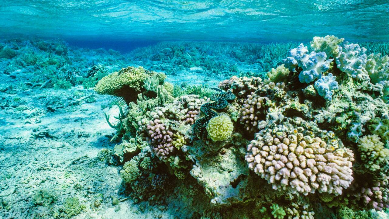 Une banque contenant plus de 800 espèces de coraux devrait voir le jour en Australie