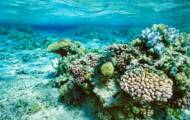 Bank containing over 800 coral species to be born in Australia