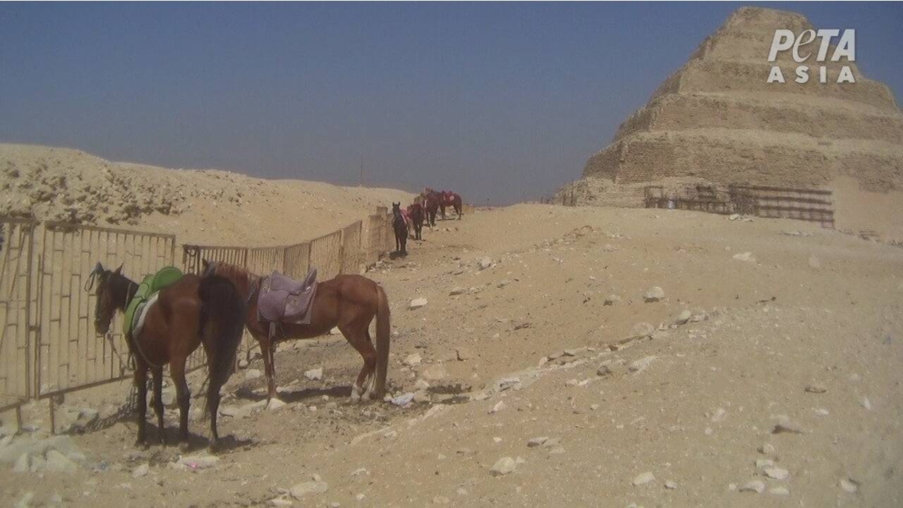 L'Egypte va interdire les promenades à dos d'animaux sur plusieurs sites touristiques 