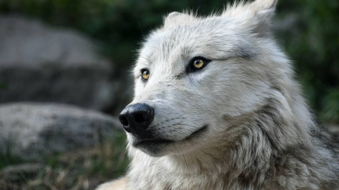 Le loup n'est plus une espèce protégée aux Etats-Unis