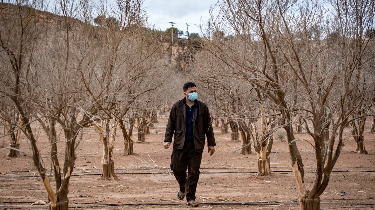 Au Maroc, la sécheresse menace de grandes zones agricoles