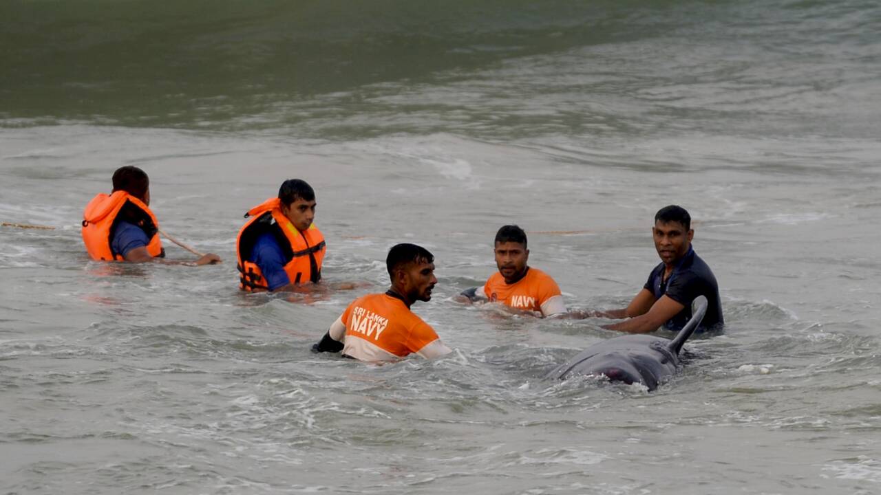 Opération sauvetage réussie pour les 120 "dauphins-pilotes" échoués au Sri Lanka