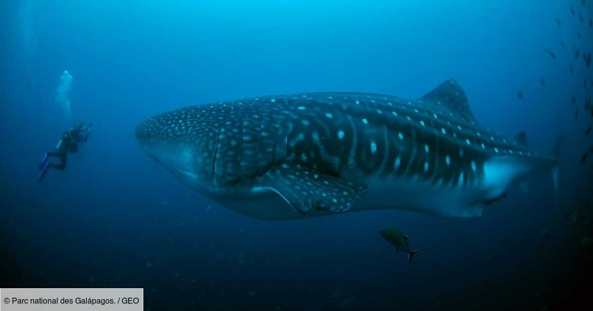 Alliee Des Scientifiques Nemo La Femelle Requin Baleine Est De Retour Aux Galapagos Apres Un Long Periple Geo Fr