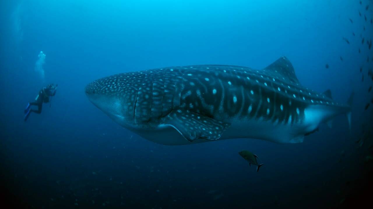 Alliée des scientifiques, Nemo la femelle requin-baleine est de retour aux Galápagos après un long périple