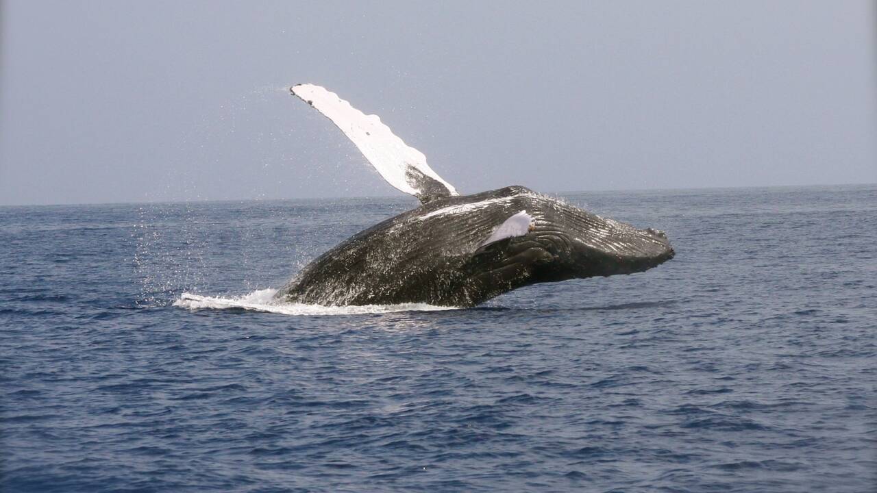 Californie : une baleine "avale" deux kayakeuses... avant de les recracher !