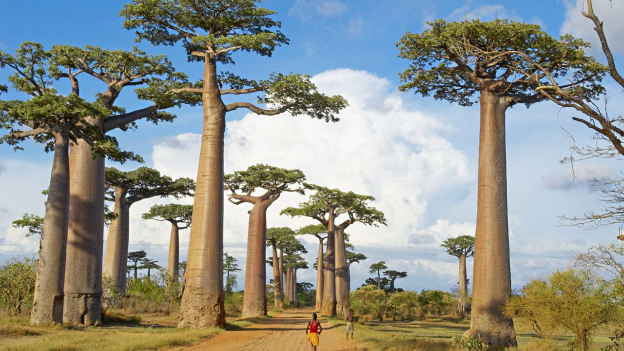 Instantané de photographe : Madagascar, l’allée des baobabs par Tuul et Bruno Morandi
