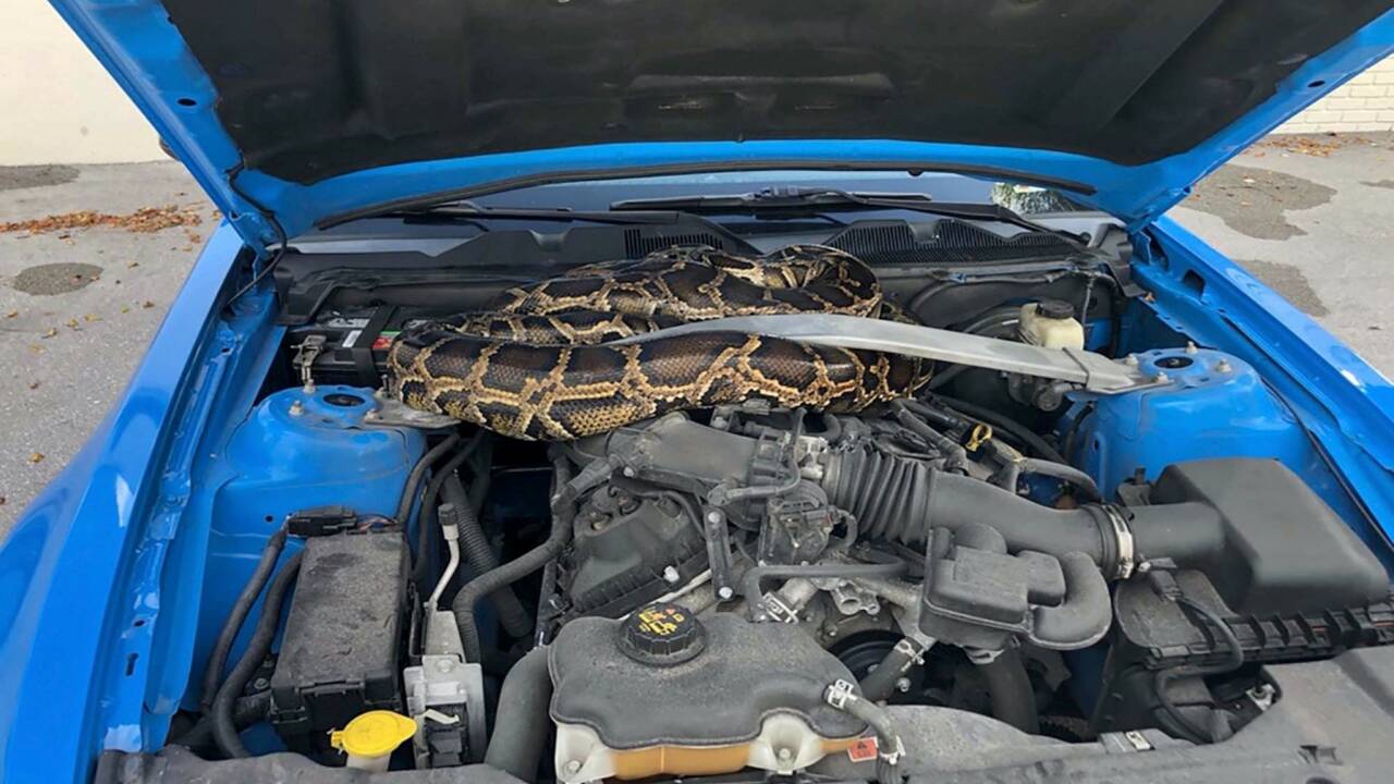 “Surprise sous le capot !” : un python birman découvert dans une Ford Mustang en Floride