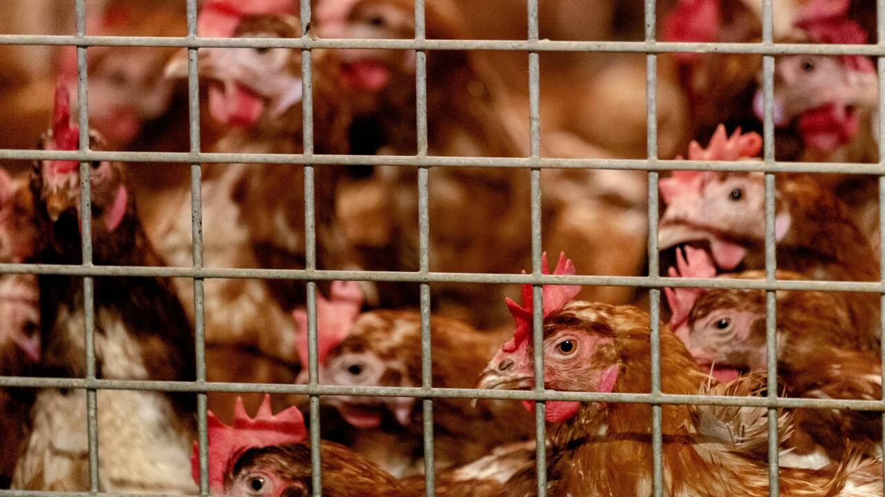 Les volailles confinées dans 45 départements pour éviter un retour de la grippe aviaire