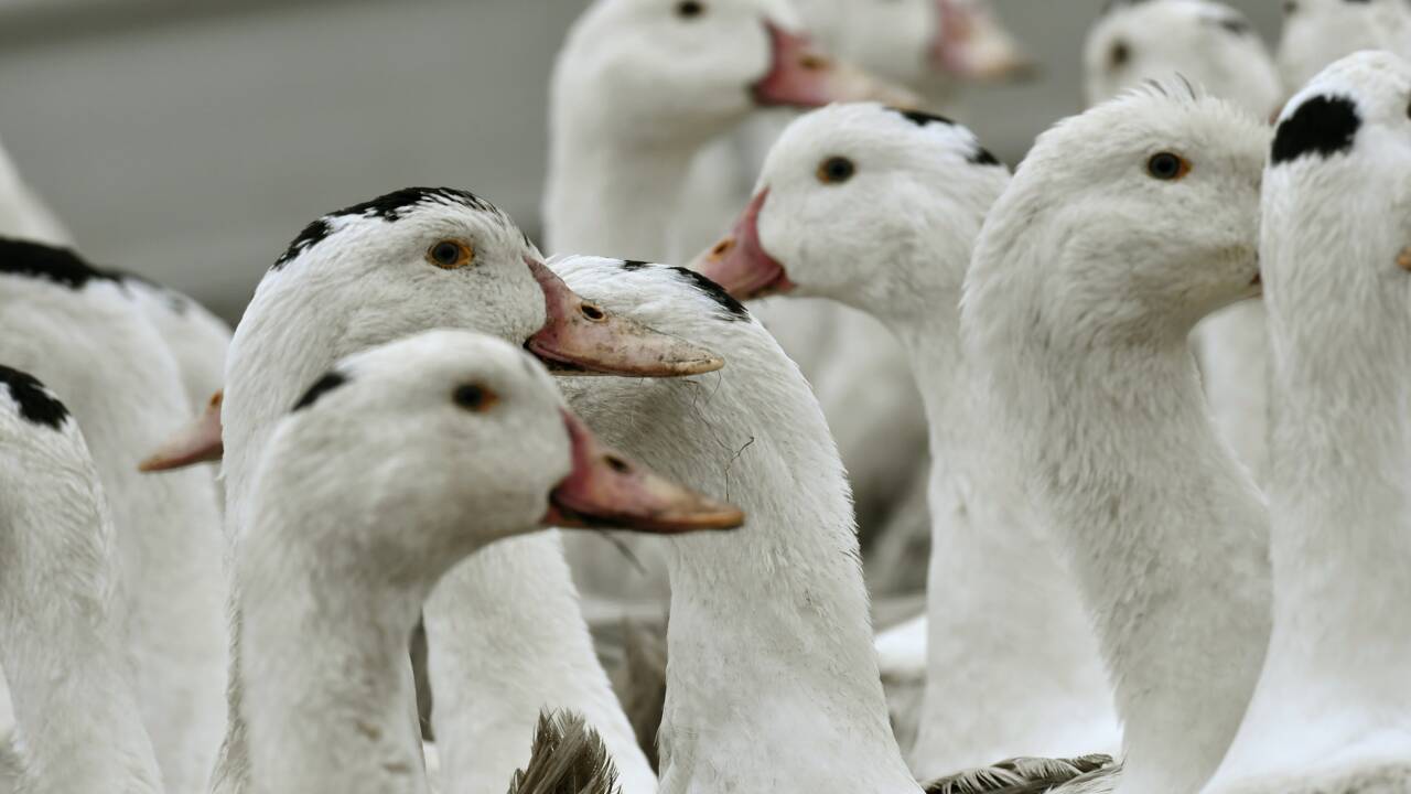 Par crainte d'un virus aviaire, les volailles confinées dans 46 départements