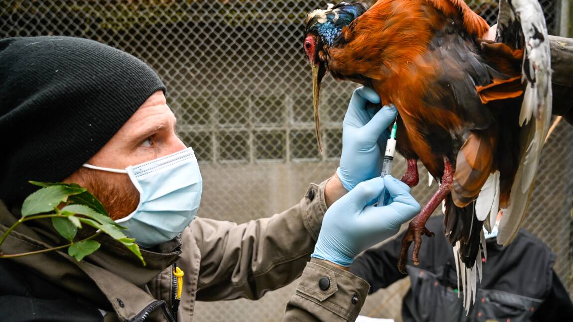 Vaccination contre la grippe aviaire pour 500 oiseaux du zoo de Mulhouse