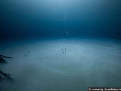 Les plus belles photos des Ocean photography awards