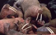Scientists spot large group of walruses in northern Russia