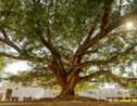 Arbre de l'année 2020 : votez pour les plus beaux arbres du patrimoine français 