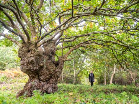 Votez pour les plus beaux arbres français de l'année 2020