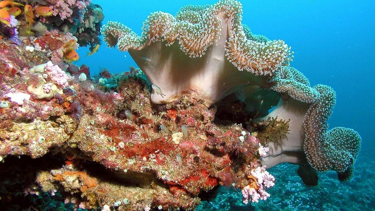Quelle est la situation des coraux dans le monde ?
