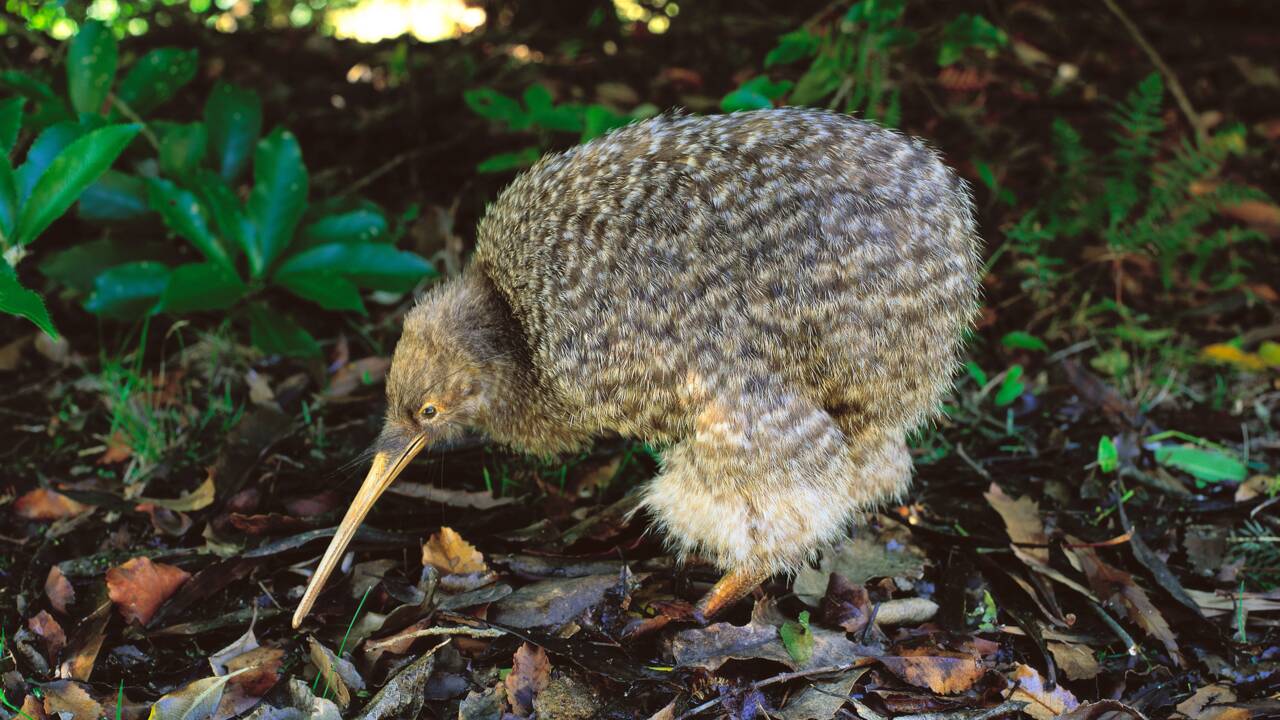 En Nouvelle-Zélande, le kiwi à petites taches au centre d'une fraude massive à l'élection de l'oiseau de l'année