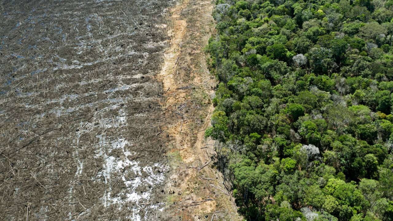 Brésil: la déforestation repart à la hausse en Amazonie