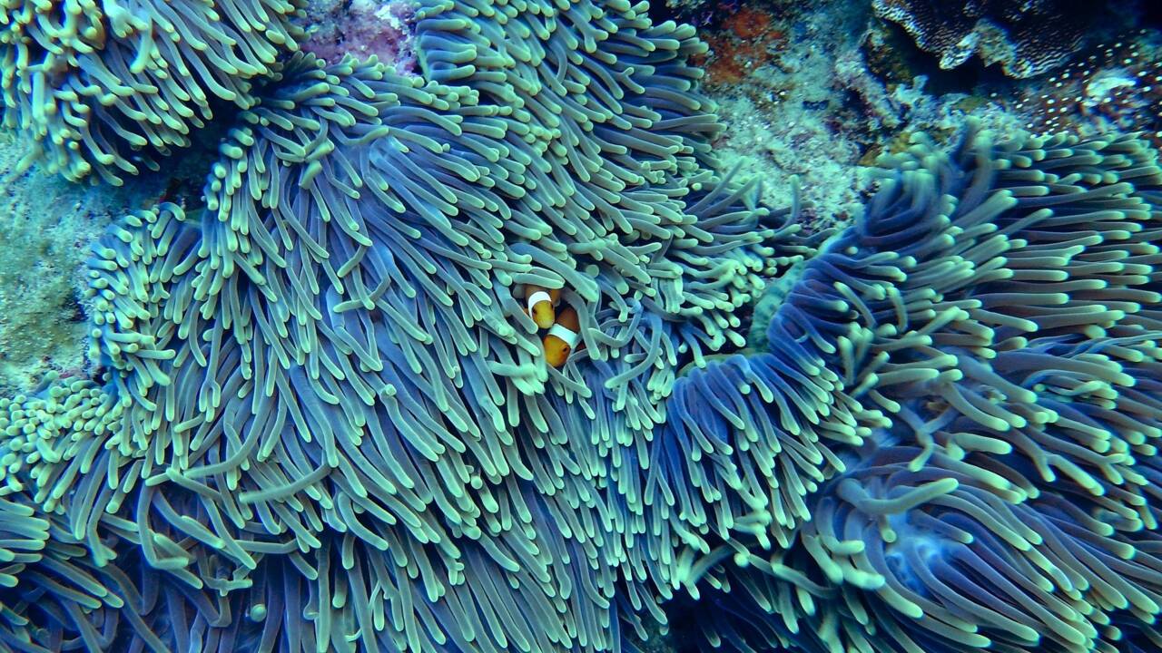 Les coraux vont-ils tous disparaître ?
