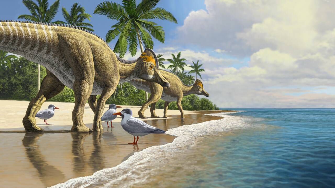 Des paléontologues ont découvert le premier dinosaure à bec de canard en Afrique
