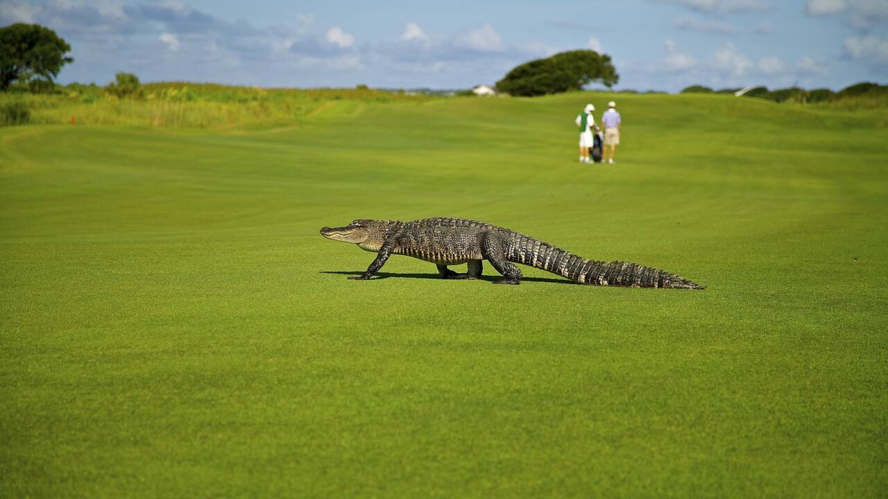 Insolite : un impressionnant alligator débarque sur un terrain de golf en Floride