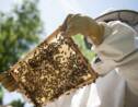 Nos abeilles domestiques, un danger pour la nature ?