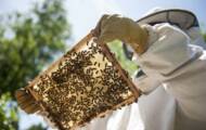 Our honey bees, a danger to nature?