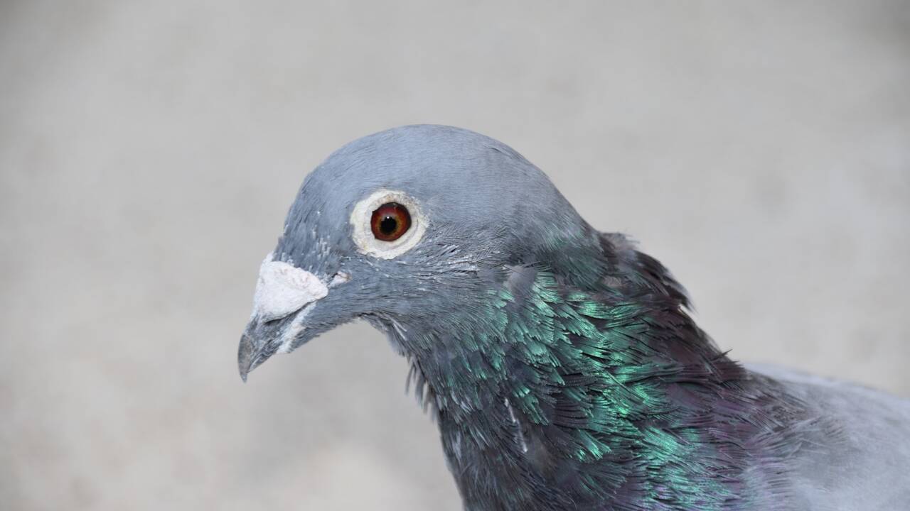 Belgique : voici pourquoi le prix de ce pigeon voyageur s'est envolé à 1,6 million d’euros