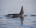 L'un des groupes d'orques les plus menacés au monde semble avoir un nouveau bébé 