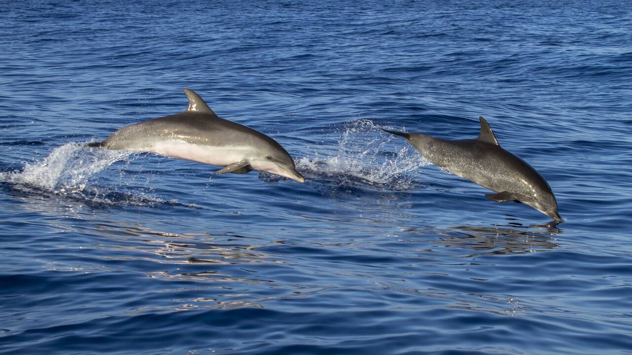 Les 5 infos insolites sur le dauphin