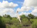 Kenya : la dernière girafe blanche désormais équipée d'un GPS pour dissuader les braconniers