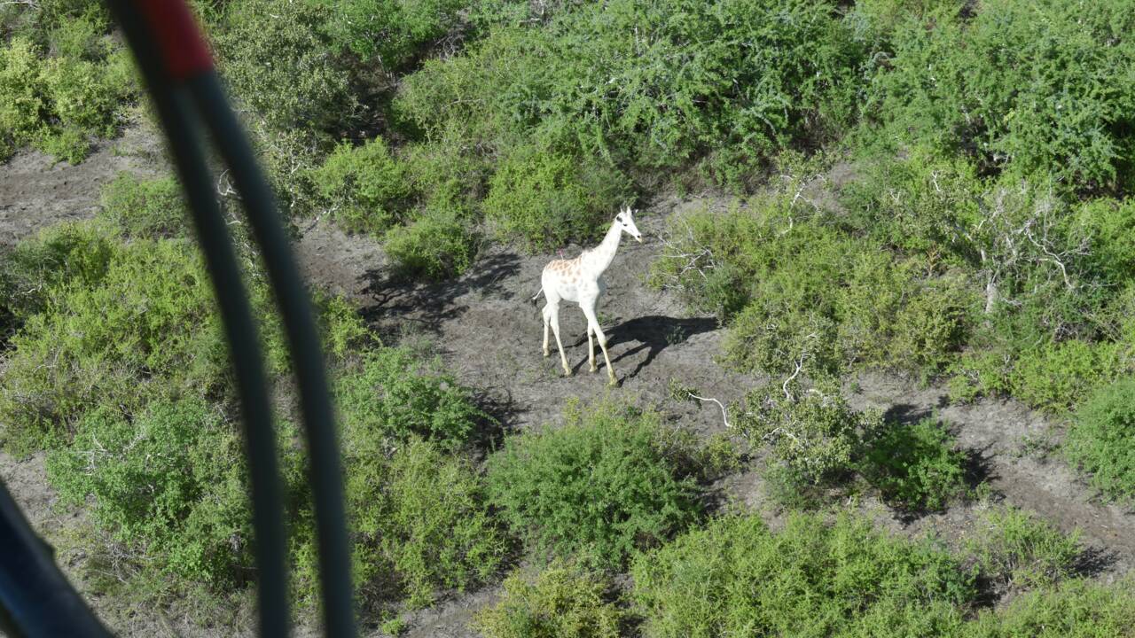 Kenya : la dernière girafe blanche désormais équipée d'un GPS pour dissuader les braconniers