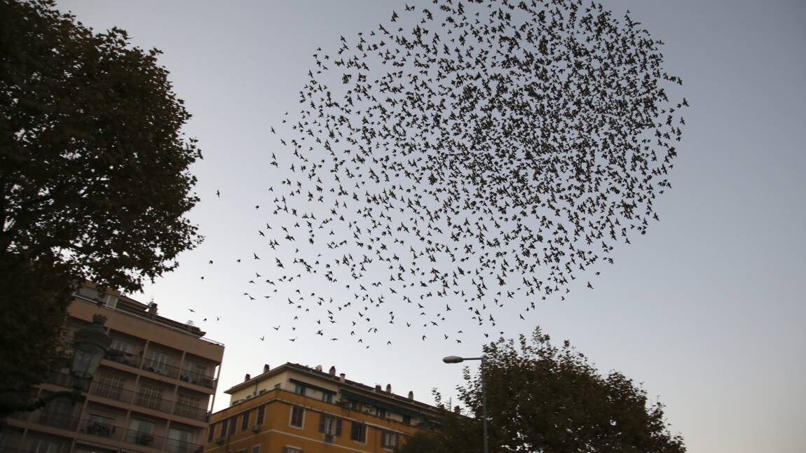 A Ajaccio, des faucons pour chasser 200.000 étourneaux et éviter leurs déjections