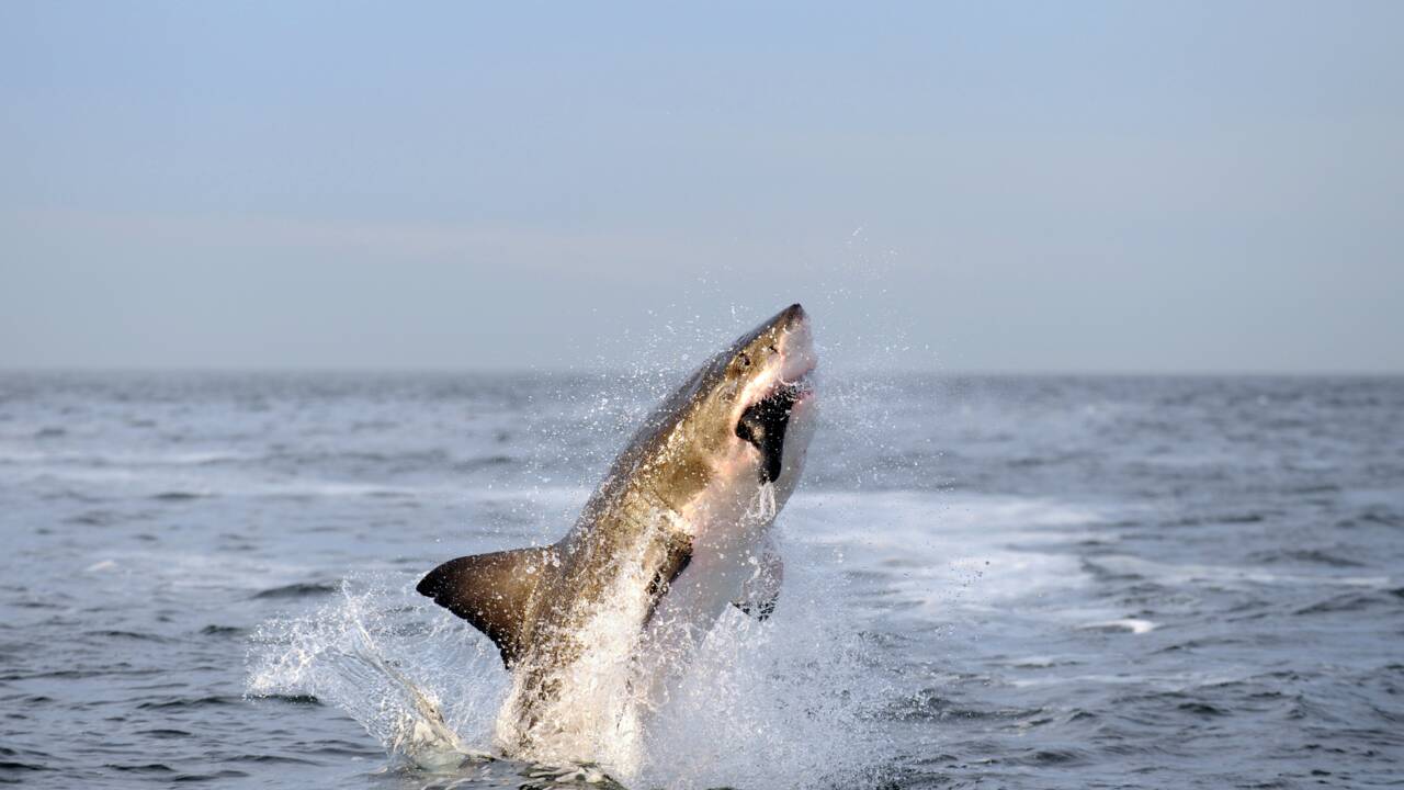 Des orques pourraient être responsables de la disparition des requins blancs au large du Cap
