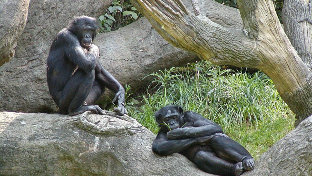 Les 5 infos insolites sur le bonobo