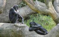5 Bizarre Facts About Bonobos