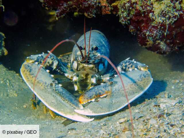 Quelles Sont Les Differences Entre Le Homard La Langouste Et La Langoustine Geo Fr