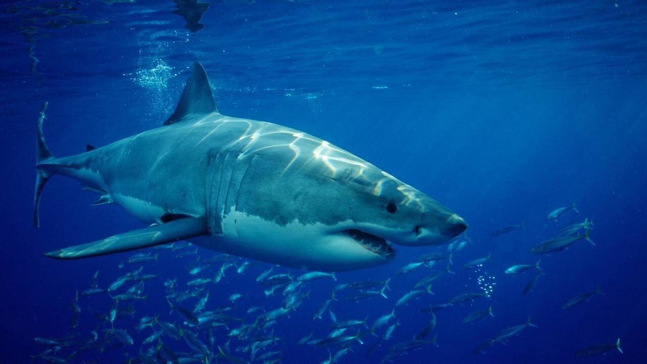 De violents affrontements entre des requins blancs et des calmars identifiés au large du Mexique