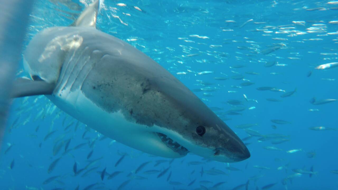 De violents affrontements entre des requins blancs et des calmars identifiés au large du Mexique