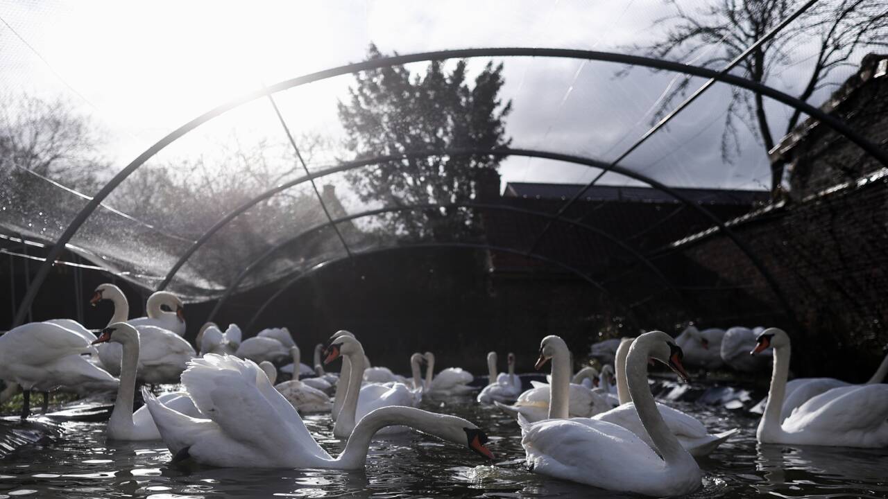 Grippe aviaire: 120 cygnes retirés des canaux de Bruges pour être confinés