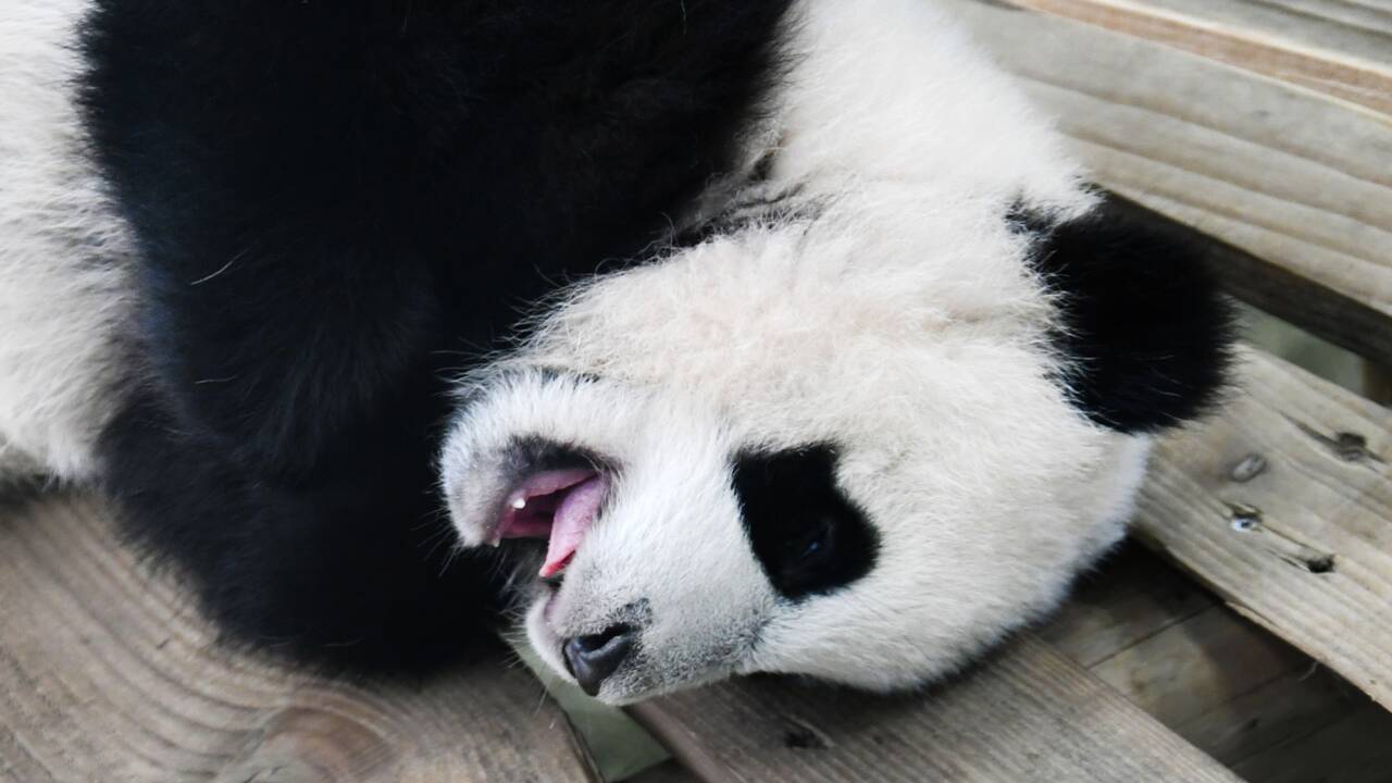 Le premier panda géant né aux Pays-Bas fait ses débuts publics