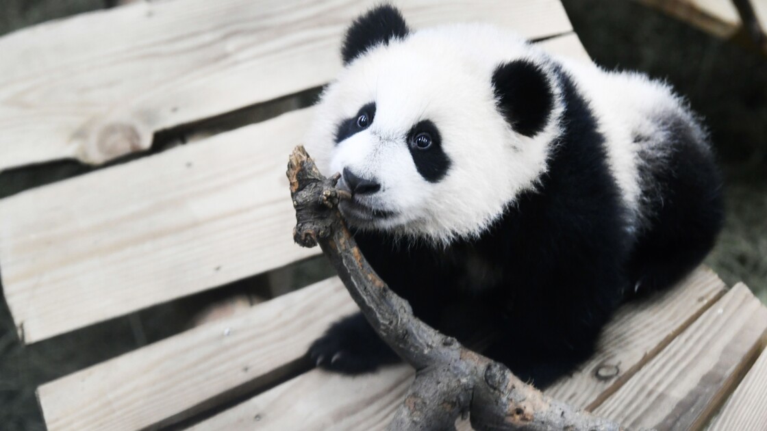 Le Premier Panda Geant Ne Aux Pays Bas Fait Ses Debuts Publics Geo Fr