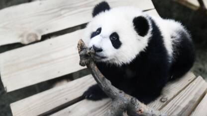 La Fourmi Panda Est En Fait Une Guepe Etonnante Geo Fr