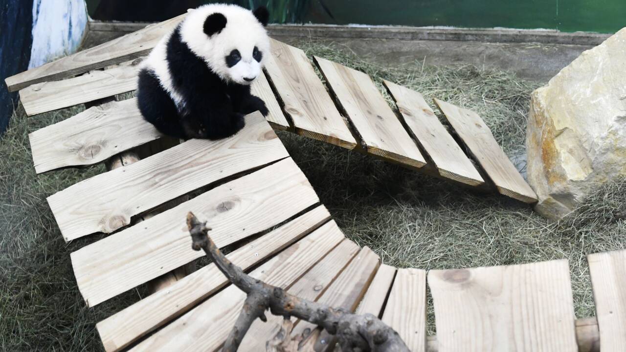 Le premier panda géant né aux Pays-Bas fait ses débuts publics