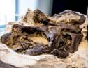 Les fossiles de deux dinosaures figés "en plein duel" vont enfin pouvoir révéler leurs secrets 